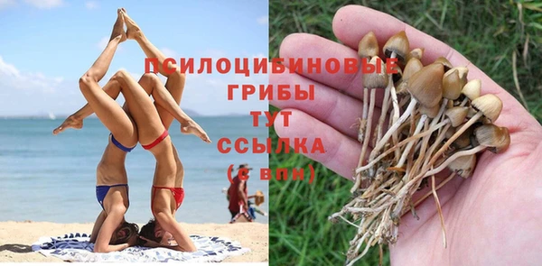 стаф Алзамай